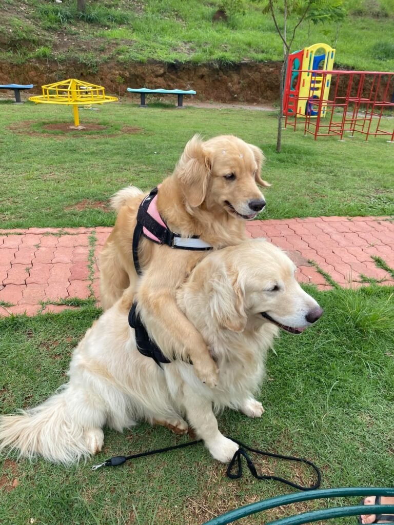 facebook_1754529613528_7359030576142982097